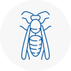 Bognor Regis Wasp Nest Removal
